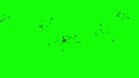 halloween-bat-flying-loop-motion-graphics-video-transparent-background-with-alpha-channel